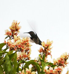 Discosura langsdorffi