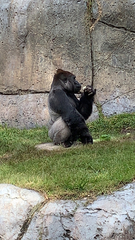 Gorilla gorilla