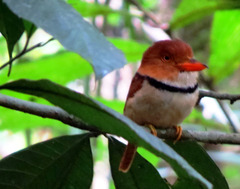 Bucco capensis
