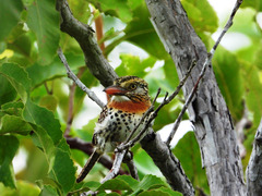 Nystalus maculatus