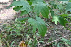 Dioscorea nipponica