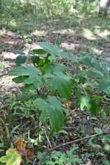 Dioscorea nipponica