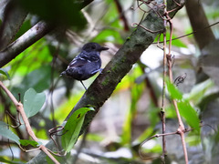 Willisornis poecilinotus