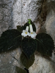 Smithiantha multiflora