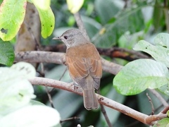 Turdus leucomelas