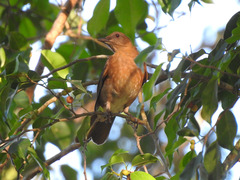 Turdus hauxwelli