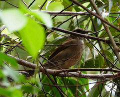 Turdus hauxwelli