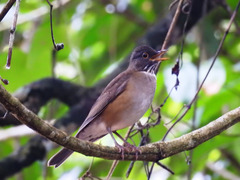 Turdus albicollis