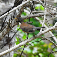 Turdus albicollis