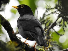 Turdus flavipes