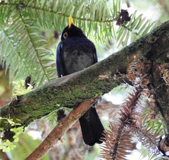 Turdus flavipes