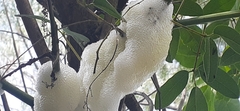 Cephisus siccifolius