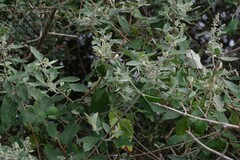 Buddleja dysophylla
