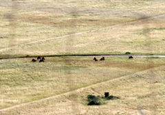 Connochaetes taurinus