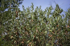 Ceanothus velutinus laevigatus