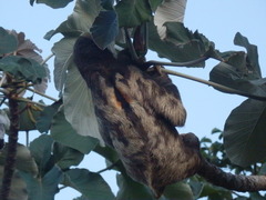 Bradypus tridactylus