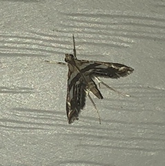 Chrysendeton medicinalis