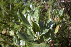 Ceanothus velutinus laevigatus