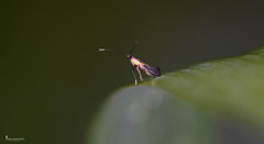 Euspilapteryx auroguttella