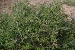 Flueggea verrucosa