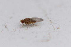 Drosophila busckii