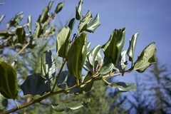 Ceanothus velutinus laevigatus
