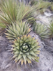 Agave horrida perotensis