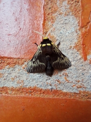 Megalopyge albicollis