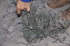 Ephedra compacta