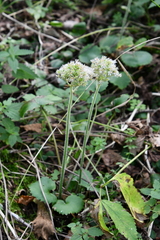 Micranthes manchuriensis