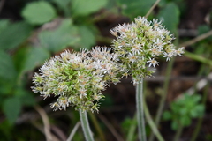 Micranthes manchuriensis
