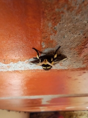 Megalopyge albicollis