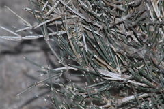 Ephedra compacta