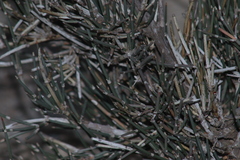 Ephedra compacta