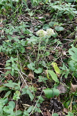 Micranthes manchuriensis