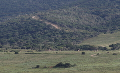 Giraffa camelopardalis
