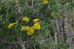 Senecio angulatus
