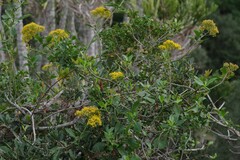 Senecio angulatus