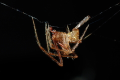 Rhomphaea urquharti