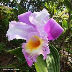 Sobralia