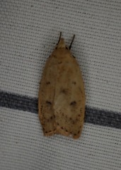 Machimia tentoriferella