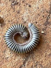 Anadenobolus monilicornis