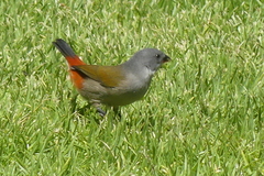 Coccopygia melanotis