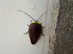 Rochaina metae
