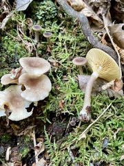Lactarius griseus