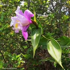 Sobralia