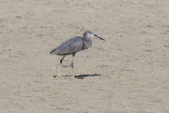Egretta garzetta dimorpha