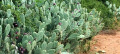 Opuntia stricta
