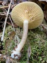 Lactarius griseus
