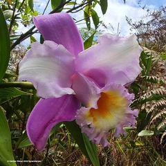 Sobralia